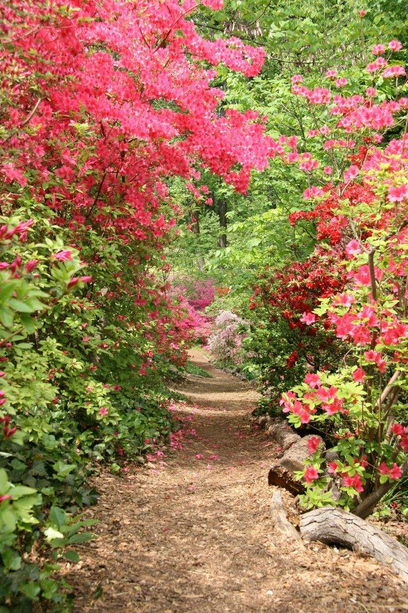 Jardins Harmonie Paysage 5