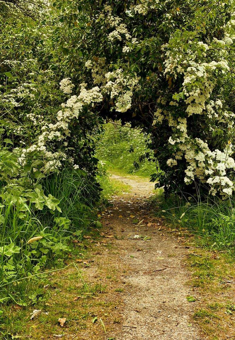 Jardins Harmonie Paysage 6